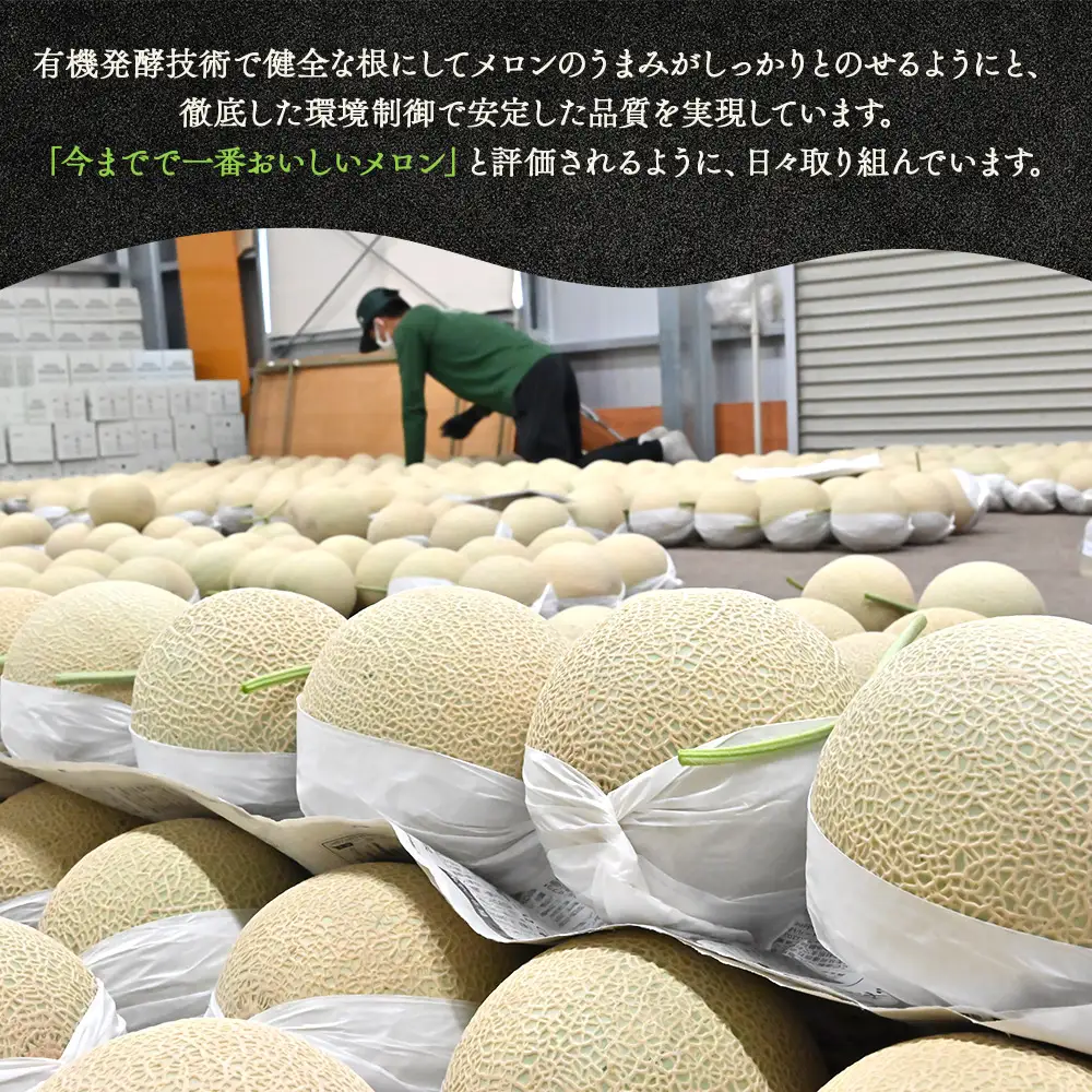 【発送開始】マスクメロン(贈答用) 1玉入 青肉品種 高級メロン！ ／ マスクメロン 果物 フルーツ ギフト 農家直送 tn-0010