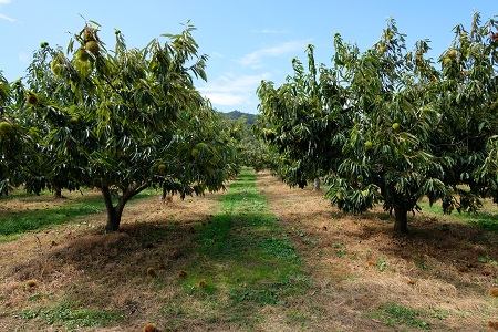 丹波栗 1kg 3L / 栗 チルド熟成