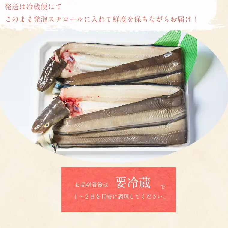 あなごの開き 穴子 あなご アナゴ 生 冷蔵 養殖 すし 寿司 刺身 白焼き 天ぷら 煮物 かば焼き 限定 旨味 ふわふわ I7