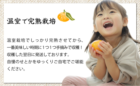 【先行予約】【数量限定】《訳あり》 農林水産大臣賞受賞農園！温室せとか20～24玉(サイズ混合)約5kg_K002-001