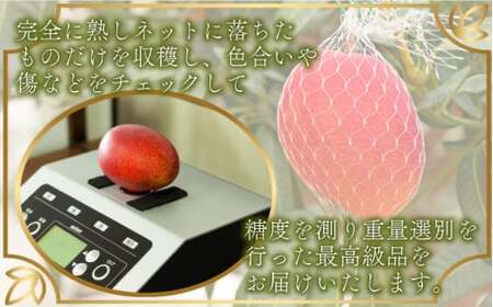糖度15度以上の宮崎完熟マンゴー(5L×1玉入・贈答用) ＜ギフト用＞1箱_K005-011