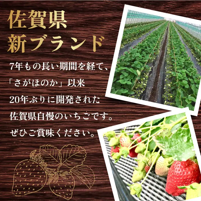 【先行予約・27年1月以降順次発送】いちごさん 平パック×4P 約1kg |いちご イチゴ 佐賀県産 佐賀県 佐賀 パック 吉野ヶ里町/リエンサーク [FCC003]