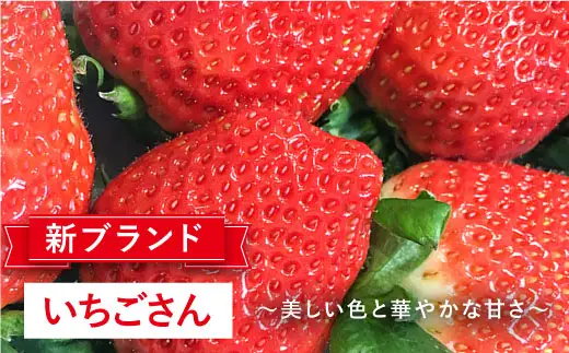 【先行予約】【全3回定期便・1月発送開始】さがほのか・いちごさん 計12P（4P×3回） |イチゴ いちご 苺 フルーツ 果物 佐賀県産 佐賀産 旬| 吉野ヶ里町/リエンサーク [FCC005]