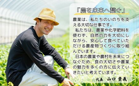 （チルド）山口農園 有機野菜 おまかせセット ／ふるさと納税 山口農園  伝統野菜 オーガニック ベジタリアン 無農薬 野菜セット  農家直送  詰め合わせ 奈良県 宇陀市 
