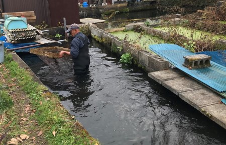 ＜湧水サーモン1尾丸ごと＞富士山の湧水で育つ！下処理した状態でお届け！　サーモン　湧水　魚　湧水サーモン