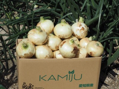 (2027年発送)【先行予約】新玉ねぎ 食べ比べ定期便 生がおいしい 神重農産のブランド玉ねぎ「旬玉」5kg×4回 ブランド玉ねぎ 玉ねぎ 新玉ねぎ 国産 愛知県産 野菜 やさい 農家直送 畑直送 旬 たまねぎ 先行予約 旬 特産 高評価 高リピート 人気 H105-222