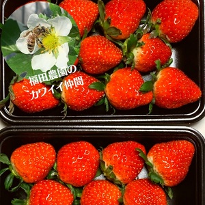 福田さんちのイチゴ(さぬきひめ) 2Lサイズ×2パック 500g以上【配送不可：北海道、沖縄県、離島エリア】苺 農園直送 いちご採れたて直送