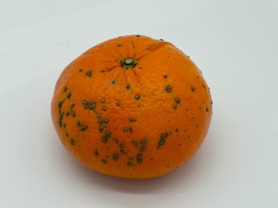 【訳あり】早川農園の麗紅(れいこう)５kg　 先行予約【R00223】