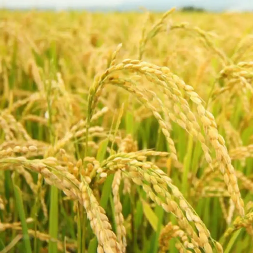 【令和8年　新米予約】【定期便】玄米 生産者限定 南魚沼しおざわ産コシヒカリ10Kg×6ヶ月 | コシヒカリ【2026年10月上旬より1ヶ月以内に順次発送予定】