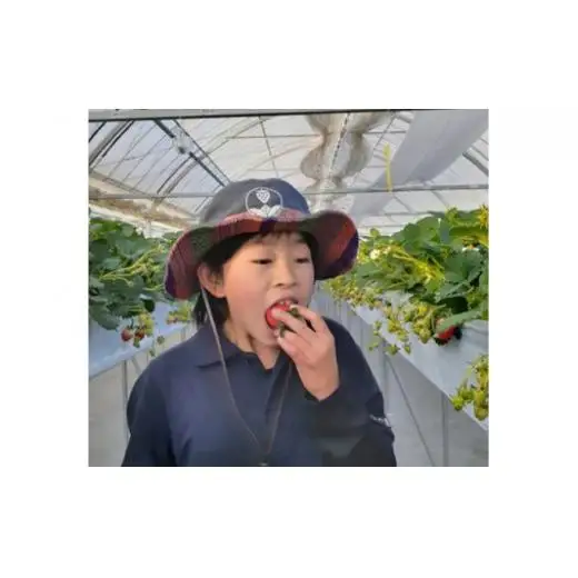 ひいな苺 贈答用 化粧箱入り いちご イチゴ