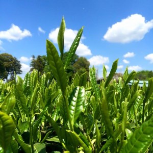 匠の技　「さしま茶」産地元詰2kg（500g×4本）_BM01