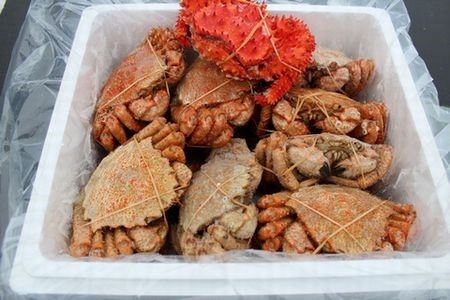 【北海道根室産】クリガニ13～17尾(計4kg前後)、花咲ガニ1尾 C-57026