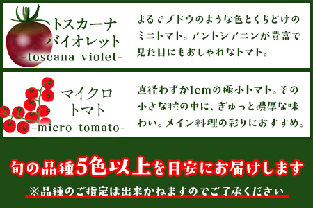 【先行予約】ミニトマト 宝石とまと 1.2kg 10種 トマト