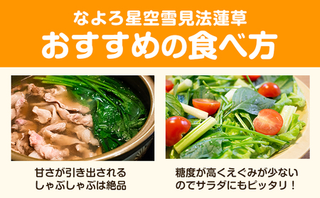 北海道名寄産 星空雪見法蓮草《2027年1月中旬-2月上旬頃出荷》名寄産 星空雪見 法蓮草 星空 雪見 法蓮草 ほうれん草 北海道 名寄市 野菜 ホウレンソウ 野菜ソムリエ やさい 