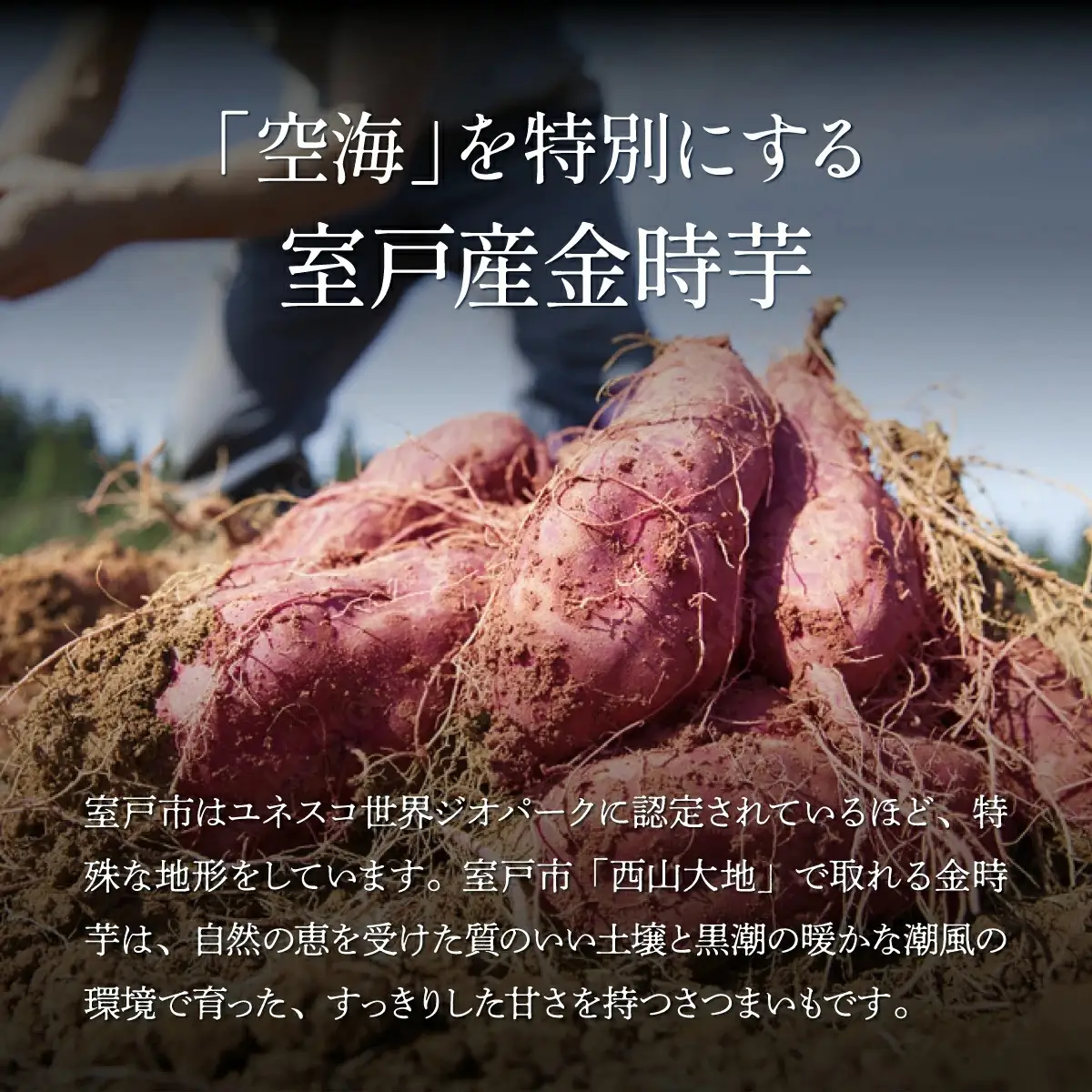 土佐金時芋焼酎 空海 500ml 芋焼酎