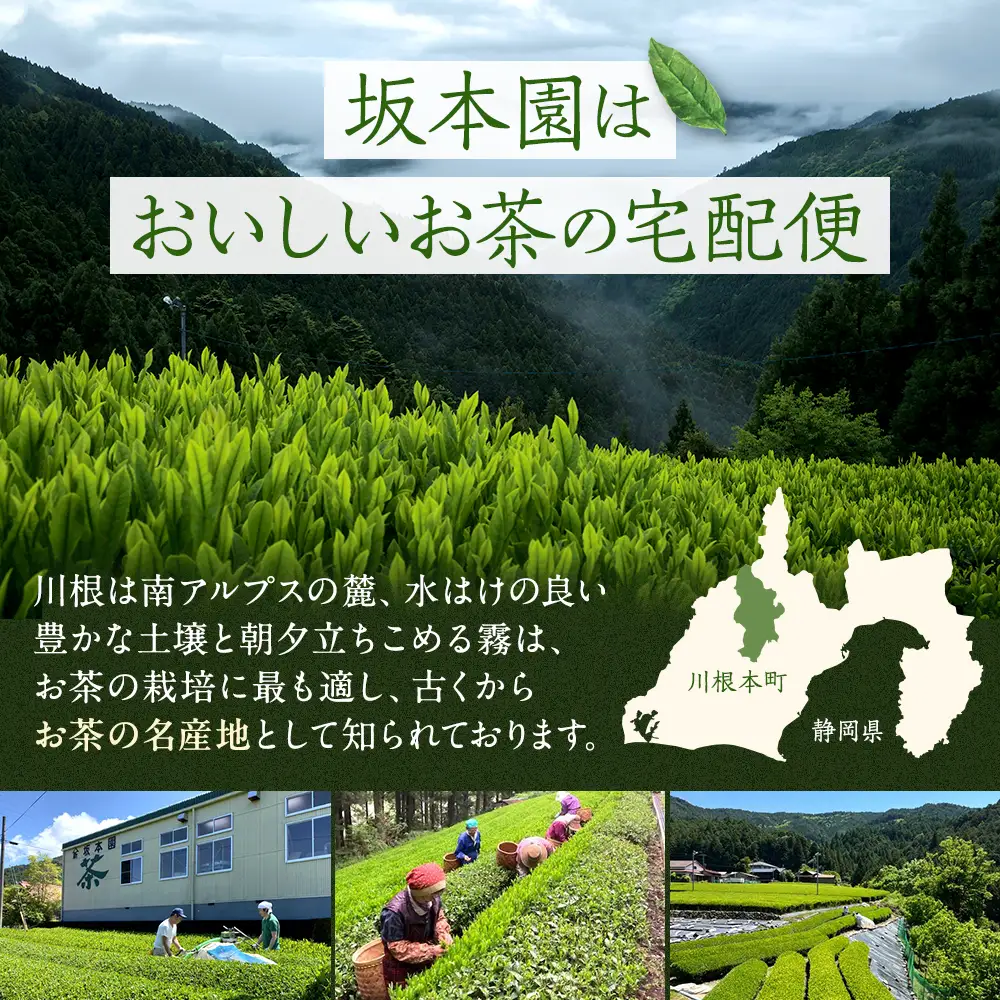 9-4 川根茎ほうじ茶200g×3本