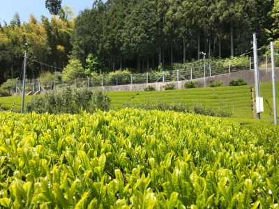 11-39 川根本町産川根銘茶 農家ならでは三角網でよく出る本格茶葉ティバック5本