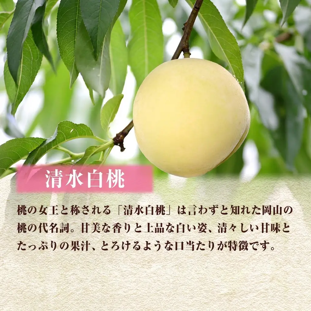 【 2027年 先行予約】 桃 岡山県産 数量限定50箱 極撰 清水 白桃 2kg 大玉 6玉  《2027年7月中旬-8月上旬頃出荷》 岡山 スイーツ フルーツ 果物 先行予約 数量限定 期間限定 岡山 里庄町 