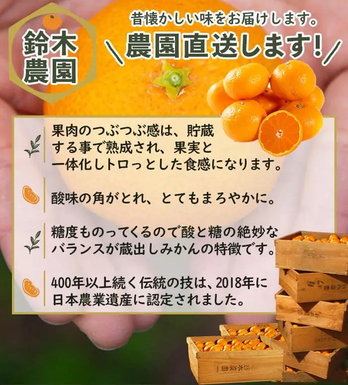 訳あり みかん 蔵出しみかん 5kg 鈴木農園