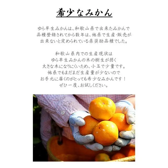 極早生みかん ゆら早生みかん  約5kg SS・S・Mサイズおまかせ 2026年10月より順次発送《赤秀》［Mg22］