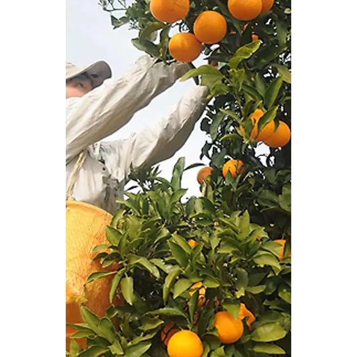清見オレンジ 5kg 赤秀 和歌山清見オレンジ