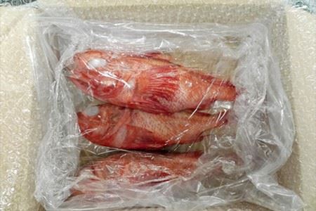 キンキ(めんめ)1尾300～400g×3尾 A-14173