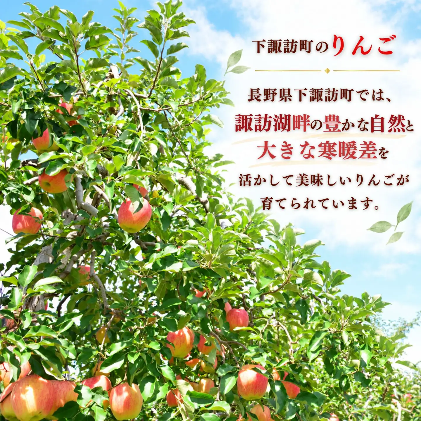 【先行予約2027年11月中旬発送予定】りんご シナノホッペ 5kg  長野県産 小松農園 下諏訪町  003-010
