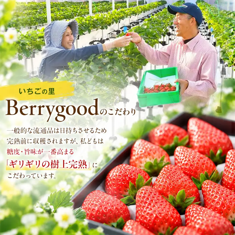 裾野産完熟冷凍イチゴ2kg 果物 フルーツ いちご 苺 