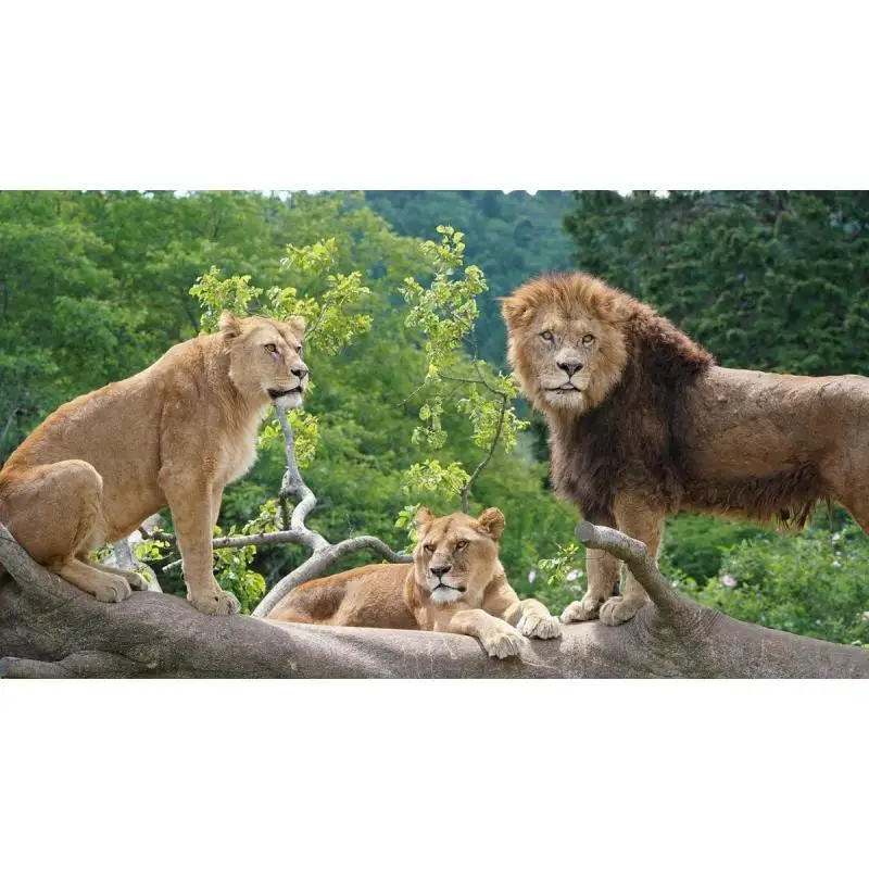 動物園 静岡 富士サファリパーク 大人 2枚 入場券 ペア ペアチケット サファリパーク 動物 子供 家族 お出かけ チケット 券 ギフト券 体験チケット ギフト プレゼント 贈答 贈答品 贈り物 旅行 観光 入園券 優待券 静岡県 裾野 裾野市