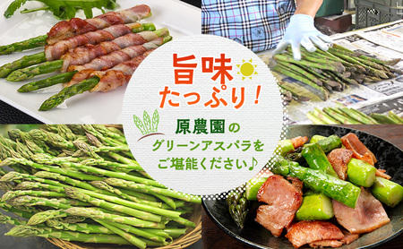 グリーンアスパラ 原農園 朝採り 北海道産 グリーンアスパラ【1kg Mサイズ】【先行予約】
