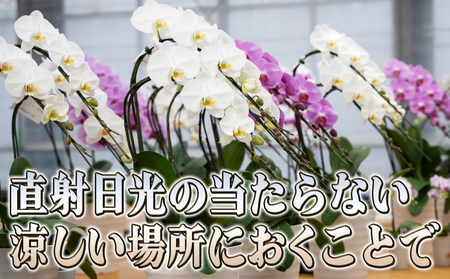 胡蝶蘭大輪白花系ギフトお祝い胡蝶蘭【1本立て】