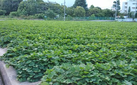 紅はるか伊丹の干し芋 丸干し芋 250g×6袋 さつまいも