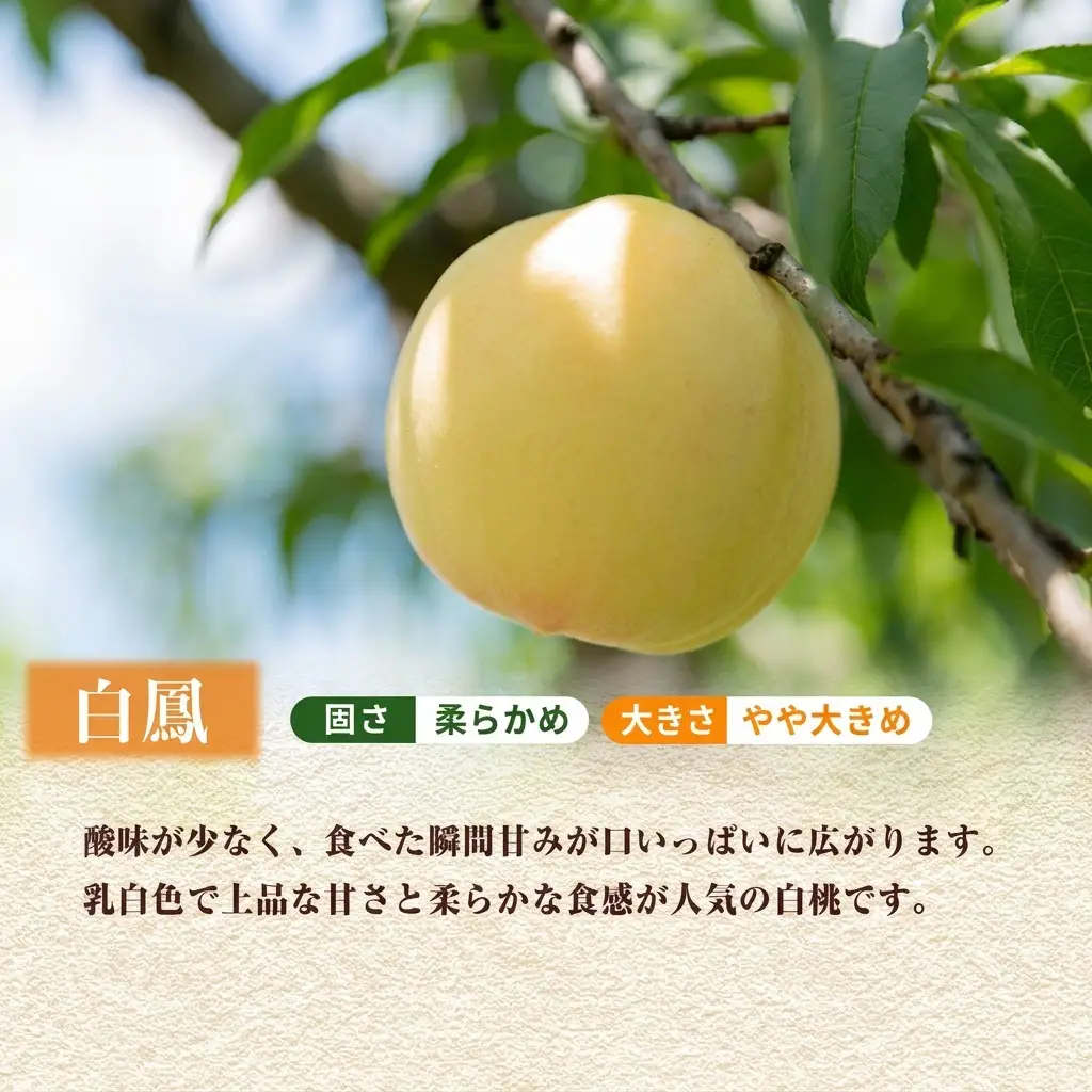 【 2027年 先行予約】 桃 岡山県産 白鳳 （ 白桃 ） 約2kg（6～8玉） 《2027年7月上旬-中旬頃出荷》 白桃 岡山 はくとう スイーツ フルーツ 果物 先行予約 数量限定 期間限定 岡山 里庄町 モモ もも 桃 