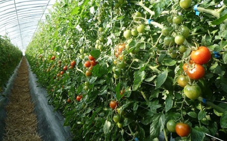 野菜セット おまかせ 10～15種 旬 朝倉市産 野菜セット