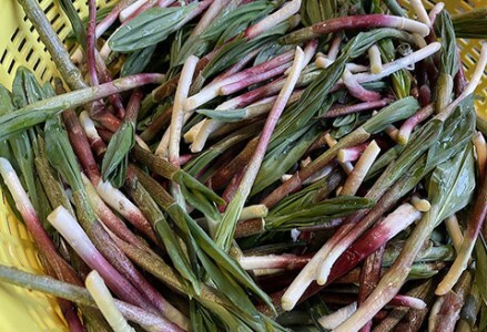 釧路産・天然 鮮度そのまま行者にんにく 100g×2