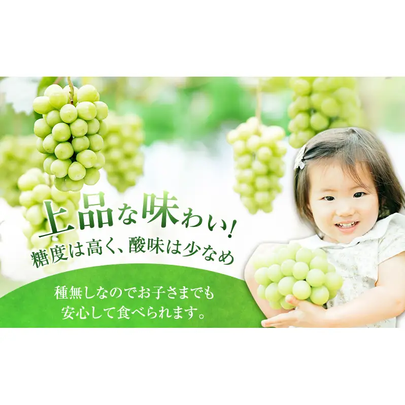 ぶどう 2026年 先行予約 ［ご家庭用］ シャイン マスカット 2房（合計1kg以上）  ブドウ 葡萄  岡山県産 国産 フルーツ 果物 OEC KINGDOM ぶどう家 果物類 