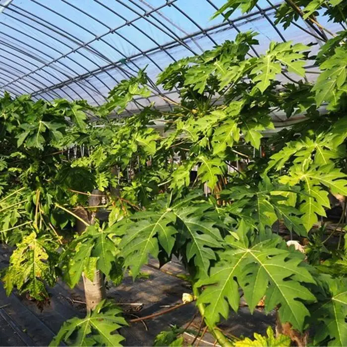 【先行予約】無農薬・有機肥料で大切に育てた パパイヤ 2-3玉1.5キロ前後（栽培期間中農薬不使用）と パパイヤドレッシングのセット 2026年9月発送