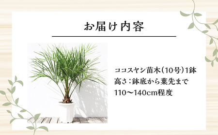 南国宮崎産 ココスヤシ 10号鉢 観葉植物 苗木 ヤシ | 宮崎県宮崎市