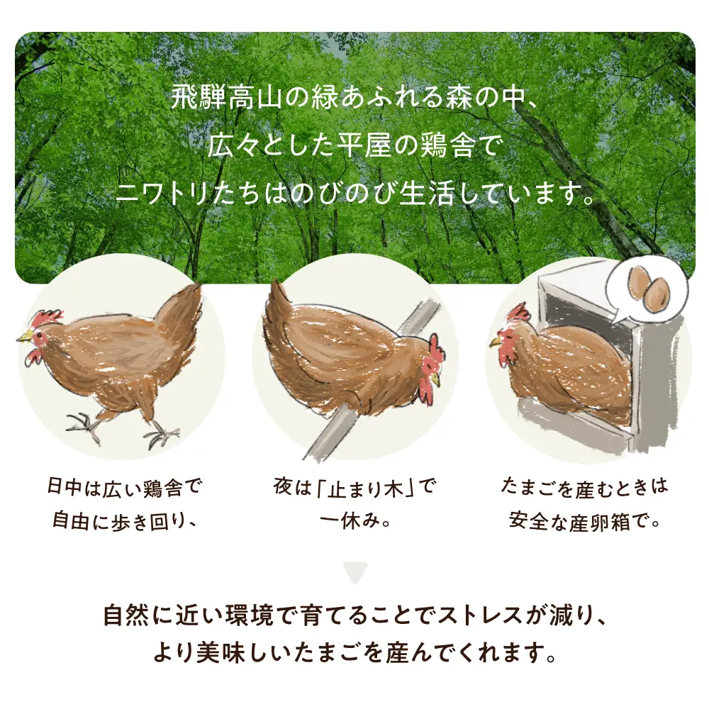 定期便 森のたまご農園 定期便 12ヶ月 30個  LW105