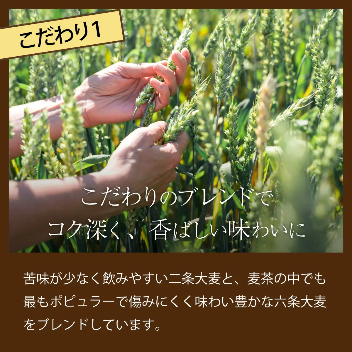 【定期便6ヶ月】おいしい麦茶600ml×24本（お茶）［お茶］