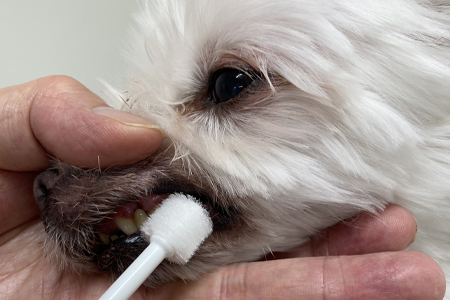 【犬口ケア】お手軽歯みがきセット
