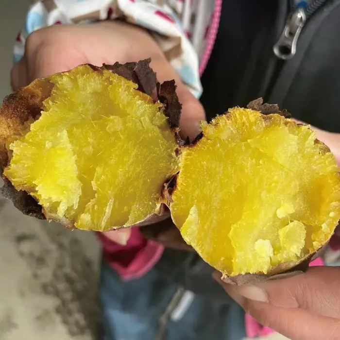 【定期便】北海道産さつまいも「由栗いも」4kg×2回