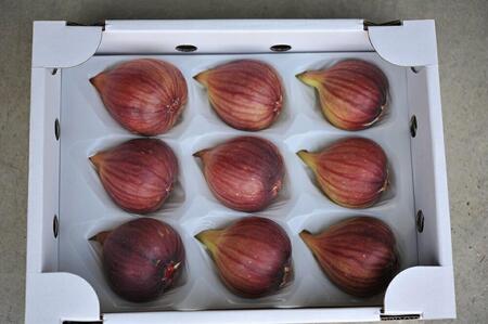 もぎたて朝どり完熟いちじく 秀品 約1kg 9～12玉 いちじく