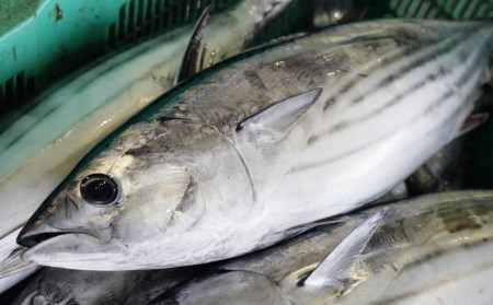 深浦の日帰りカツオ　タタキ・刺身食べくらべセット　計４Ｐ