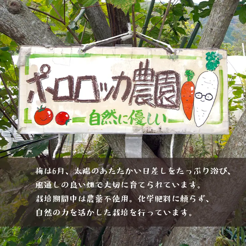 無添加 梅干し 減塩 小分け 1.5kg 梅干し