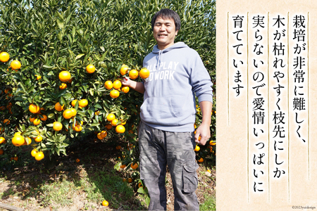 【期間限定発送】 みかん 訳あり 日向ひまわり 石地みかん 2S ～ L サイズ 5kg