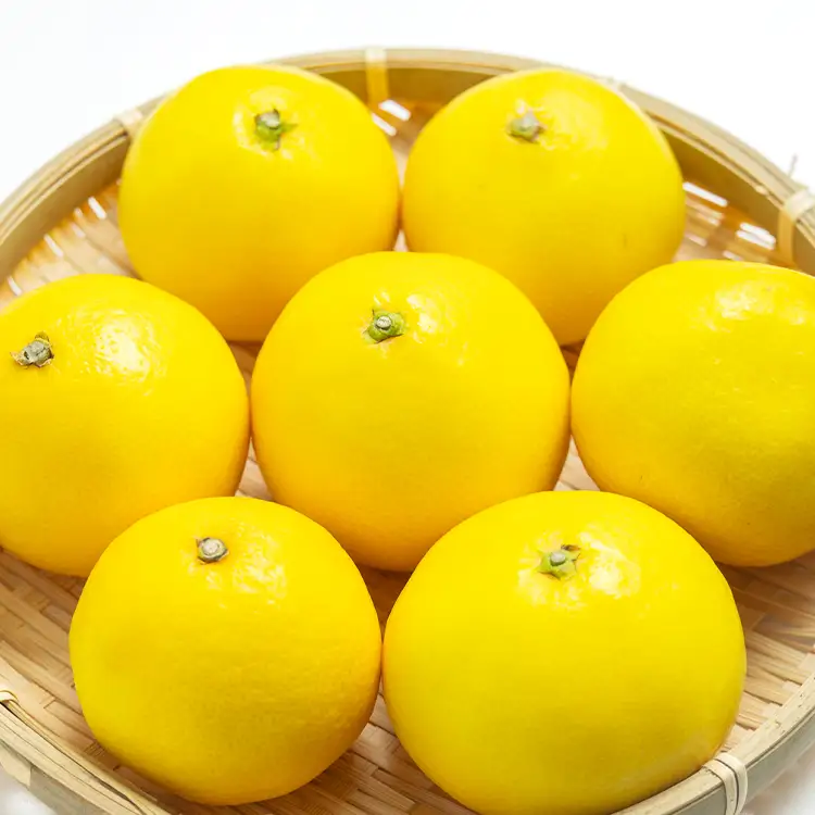 【2027年3月より順次配送】日向夏 小夏 5㎏（家庭用） 日向夏 高知県産 ku-0049
