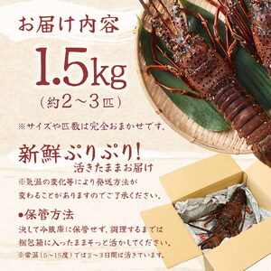 天然伊勢海老1.5kg（サイズ・匹数おまかせ）【R00676】