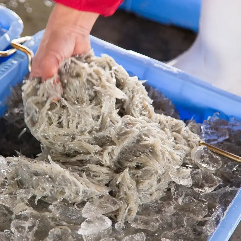 特上茹でたて釜揚げしらす　木箱入り1kg【冷凍】 無添加・無着色 しらす シラス 釜揚げ 冷凍【mar108】
