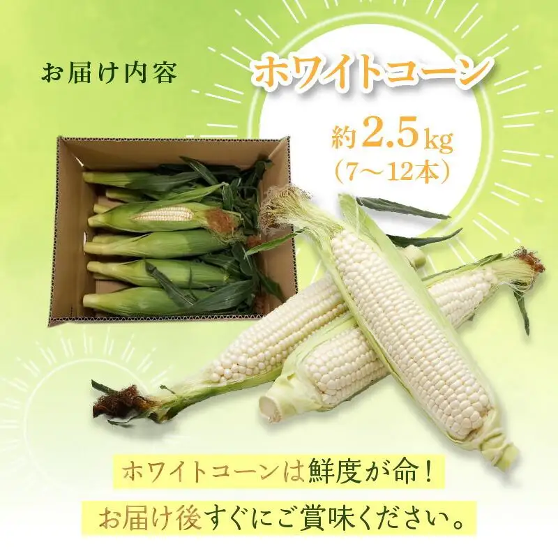 上品な甘さ 瀬戸内 ホワイトコーン 約2.5kg【2027-6月中旬～2027-7月中旬配送】| コーン